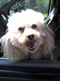 libby