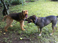ting ting and maggie