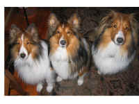 Henry, Jillow & shorty.jpg (191118 bytes)